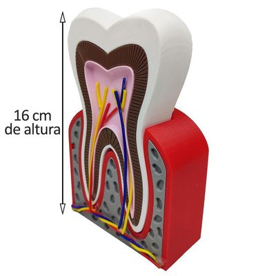 Dente Anatômico 3d Dental Modelo Dentário Anatomia Raiz