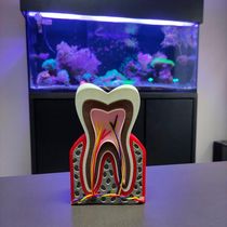 Dente Anatômico 3d Dental Modelo Dentário Anatomia Raiz