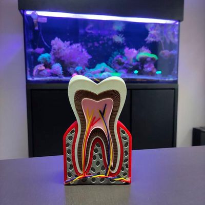 Dente Anatômico 3d Dental Modelo Dentário Anatomia Raiz