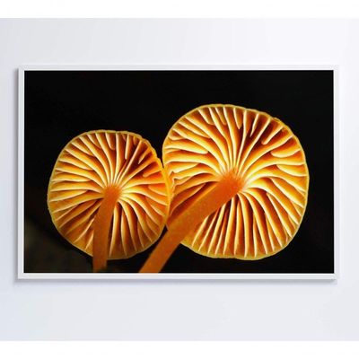 Quadro Cogumelo Da Amazônia Medidas 60x40 Cm Impressão Adesivo Fotográfico