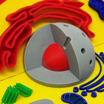 Célula Animal Eucarionte 14 Cm Impressão 3d Maquete Biologia Citologia