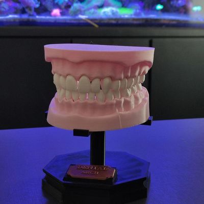 Arcada Dentária Com Suporte Modelo 3d Dente Gengiva Boca Anatomia