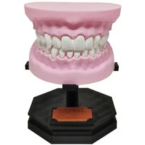 Arcada Dentária Com Suporte Modelo 3d Dente Gengiva Boca Anatomia