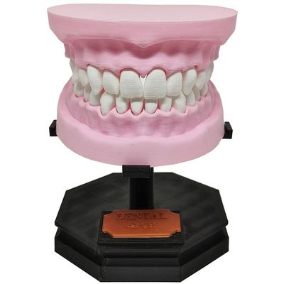 Arcada Dentária Com Suporte Modelo 3d Dente Gengiva Boca Anatomia