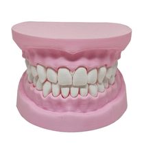 Arcada Dentária Com Suporte Modelo 3d Dente Gengiva Boca Anatomia