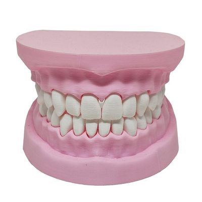 Arcada Dentária Com Suporte Modelo 3d Dente Gengiva Boca Anatomia