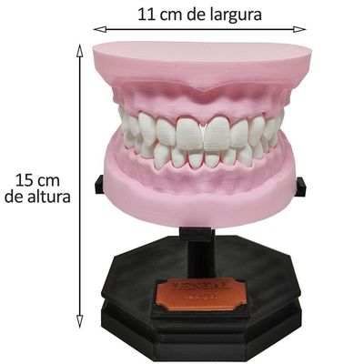 Arcada Dentária Com Suporte Modelo 3d Dente Gengiva Boca Anatomia