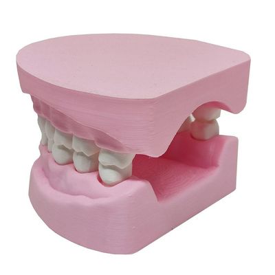 Arcada Dentária Com Suporte Modelo 3d Dente Gengiva Boca Anatomia
