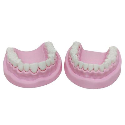 Arcada Dentária Com Suporte Modelo 3d Dente Gengiva Boca Anatomia
