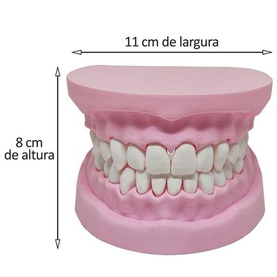 Arcada Dentária Com Suporte Modelo 3d Dente Gengiva Boca Anatomia