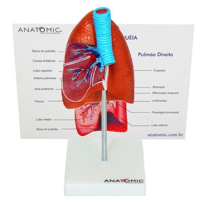Pulmão Humano com Traqueia e Placa Explicativa Anatomia