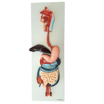 Sistema Digestório em Prancha 3 Partes Modelo Anatomia