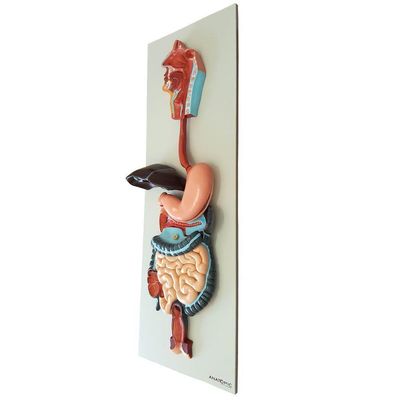 Sistema Digestório em Prancha 3 Partes Modelo Anatomia