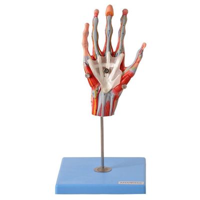 Mão Muscular Principais Nervos e Vasos Anatomia