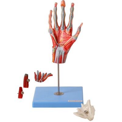 Mão Muscular Principais Nervos e Vasos Anatomia