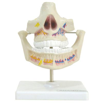 Dentição Adulta Arcada Dentária Anatomia