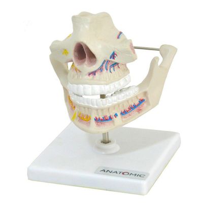 Dentição Adulta Arcada Dentária Anatomia