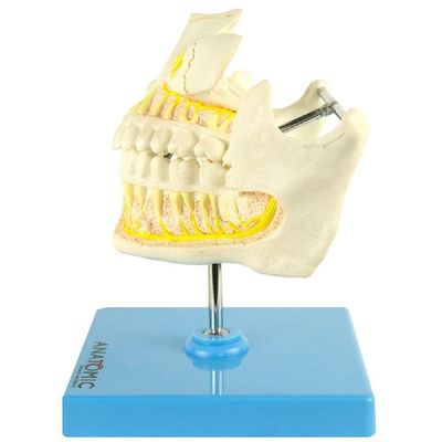 Dentição Adulta Arcada Dentária Anatomia