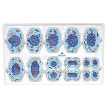Meiose em 10 Fases Anatomia Sdorf
