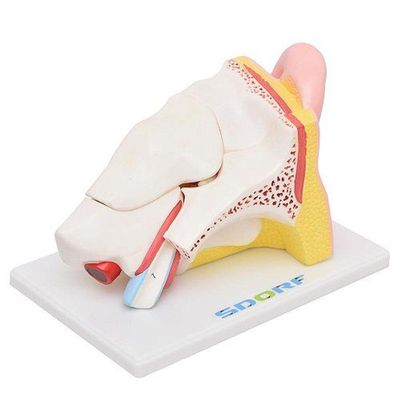 Ouvido Ampliado em 5 Partes Modelo Anatomia