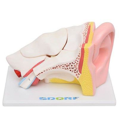 Ouvido Ampliado em 5 Partes Modelo Anatomia