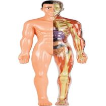 Jogo Educativo Anatomia Corpo Humano - Grow 4751
