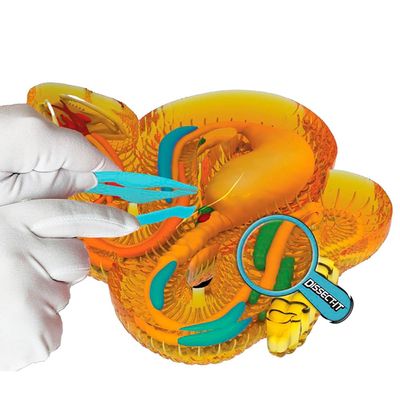 Kit de Dissecação Dissect-It Super Lab - Cobra