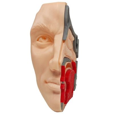 Anatomia Nasal Modelo 3d Otorrino Garganta Epiglote Concha Boca