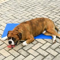 Tapete Gelado Pet Cães E Gatos Tamanho G 50x65cm Azul