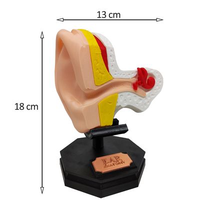 Ouvido Modelo Anatômico Externo Interno com Suporte Orelha Estudo 3D