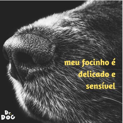 Eliminador de maus odores e higienizador cães gatos pet Dr. Dog Verbena 2 litros concentrado