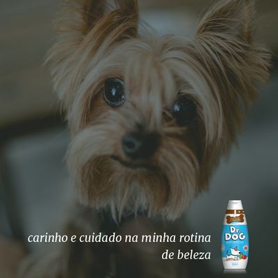 Kit banho em casa Shampoo e Condicionador e Perfume Filhotes Caes Gatos hipoalergenico Dr .Dog