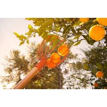 Colhedor de Frutas Grande em Aço sem Cabo Tramontina