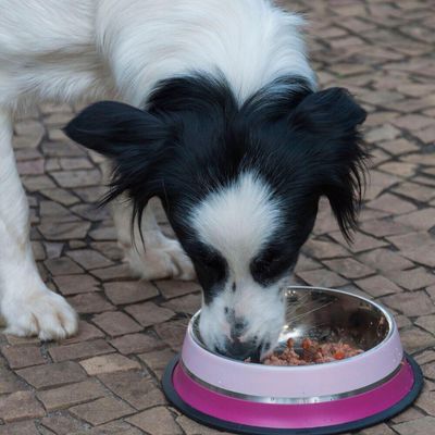 Comedouro Inox Dual Rosa G 850ml Para Pets - Germanhart