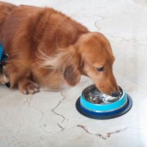 Comedouro Inox Dual Azul G 850ml Para Pets - Germanhart