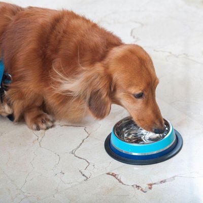 Comedouro Inox Dual Azul G 850ml Para Pets - Germanhart