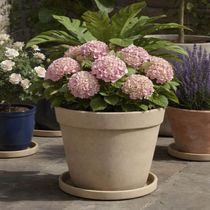 Kit 4 Pratos Médios Tramontina Granito Areia Vaso Jardim