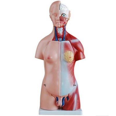 Torso Humano Clássico Bissexual De 45 Cm Em 24 Partes