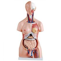 Torso Humano De 45 Cm Coluna Exposta E Vértebra Removivél