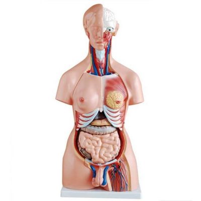 Torso Humano De 45 Cm Coluna Exposta E Vértebra Removivél