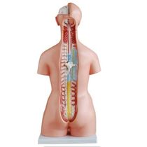 Torso Humano De 45 Cm Coluna Exposta E Vértebra Removivél