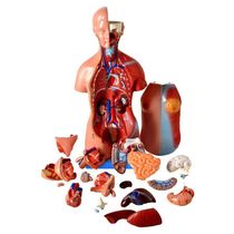 Torso Bissexual De 45cm Com Coluna Exposta, Em 25 Pts