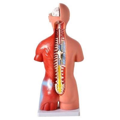 Torso Humano 45 Cm Altura Bissexual Coluna Exposta 25 Pts