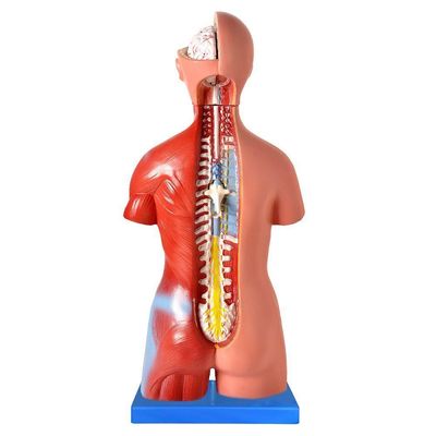 Torso Bissexual De 45cm Com Coluna Exposta, Em 25 Pts
