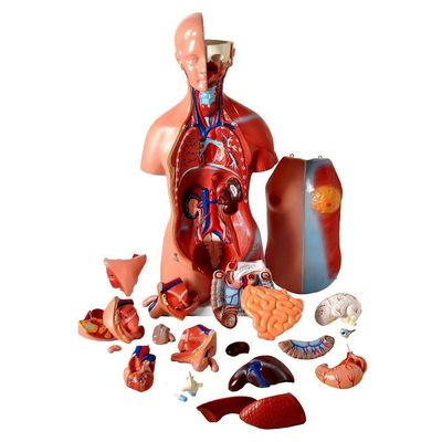 Torso Humano 45 Cm Altura Bissexual Coluna Exposta 25 Pts