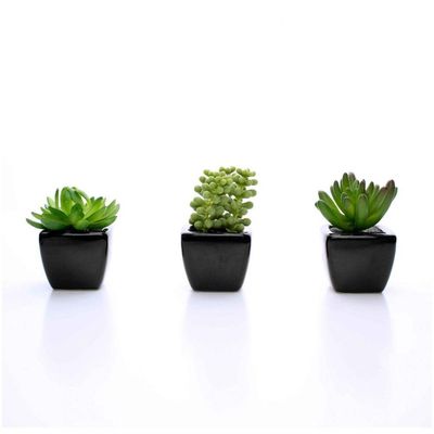Kit 06 Suculentas Artificial Sortida Vaso Preto Unidades 6x6 Cm