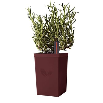 Vaso Autoirrigável Cafe Tramontina