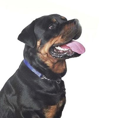 Coleira Guia Semi Enforcadora Ajustavel Cachorro Caes Elo