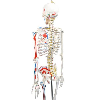 Esqueleto Humano Padrão De 1.70 Cm