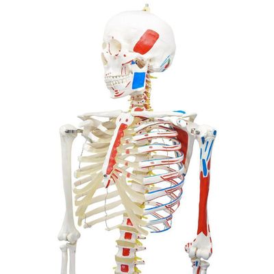 Esqueleto Humano Padrão De 1.70 Cm